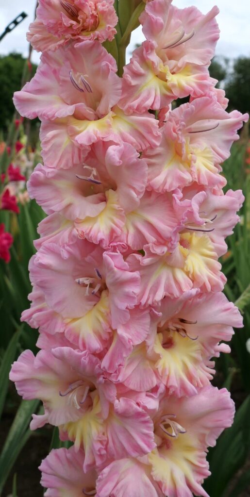 Gladiola Agáta