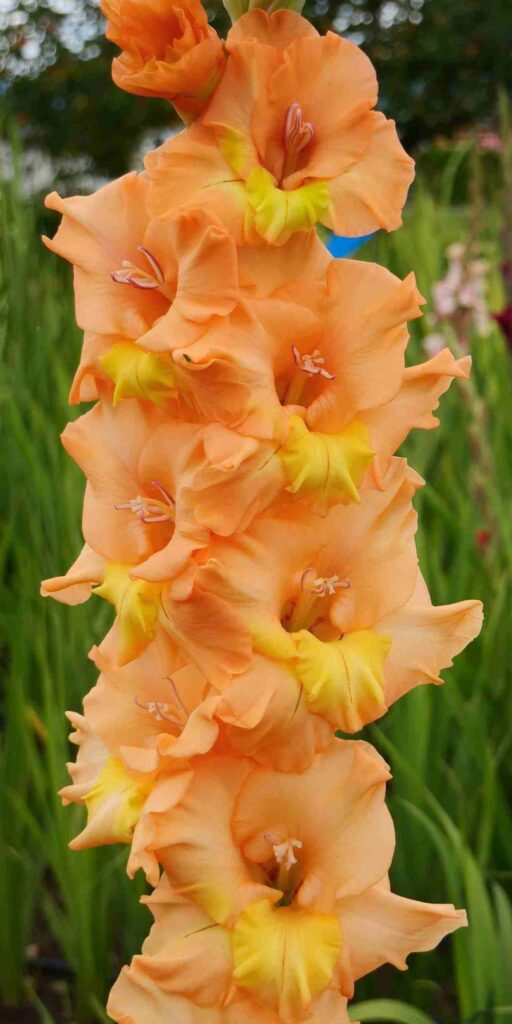 Gladiola Armína