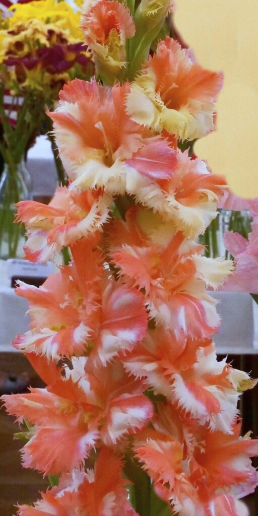 Gladiola Čarovné Ihličky