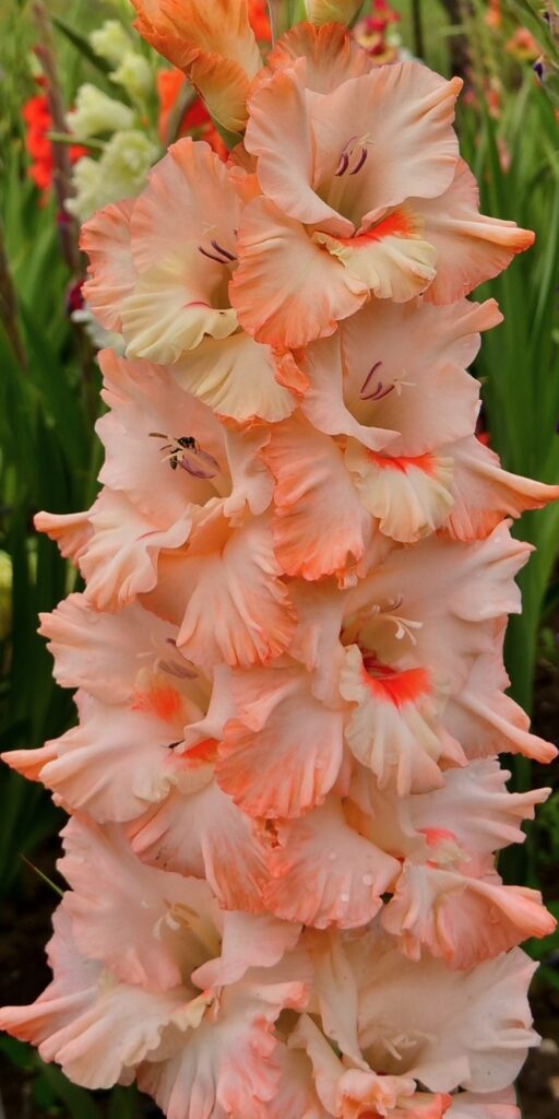 Gladiola De Luxe
