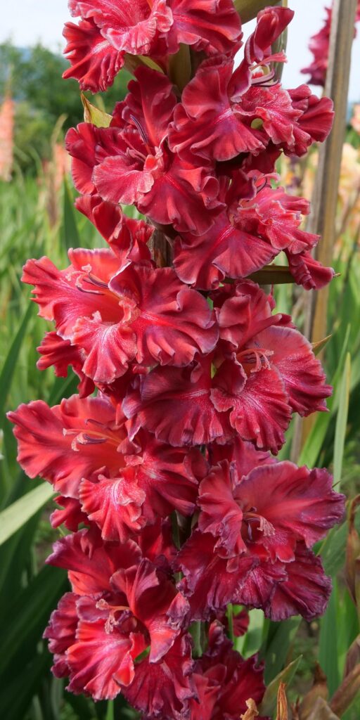 Gladiola Delikates