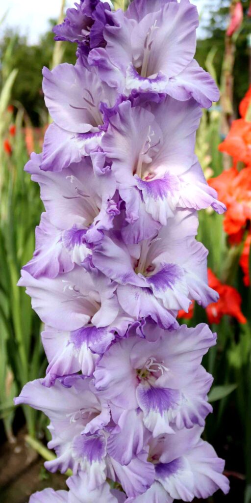 Gladiola Eloise