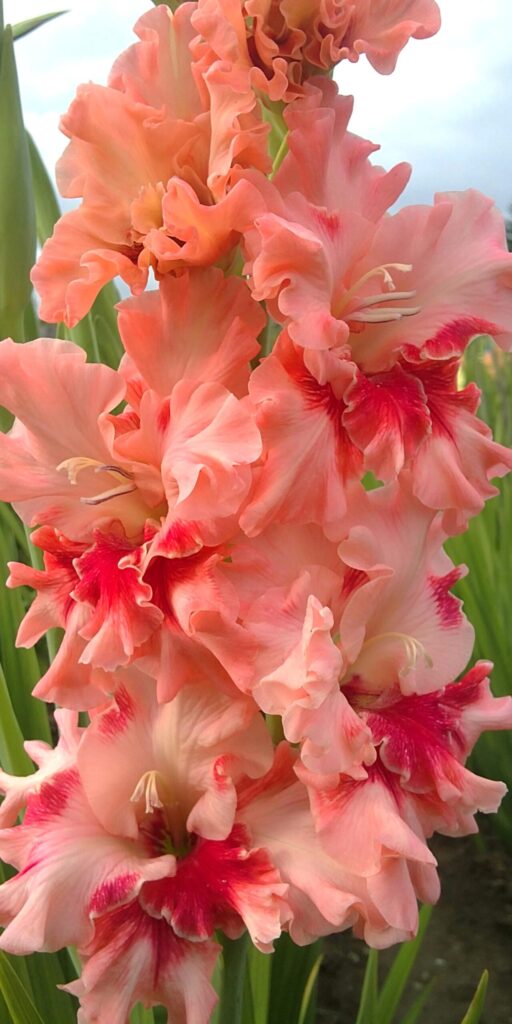 Gladiola Gladis