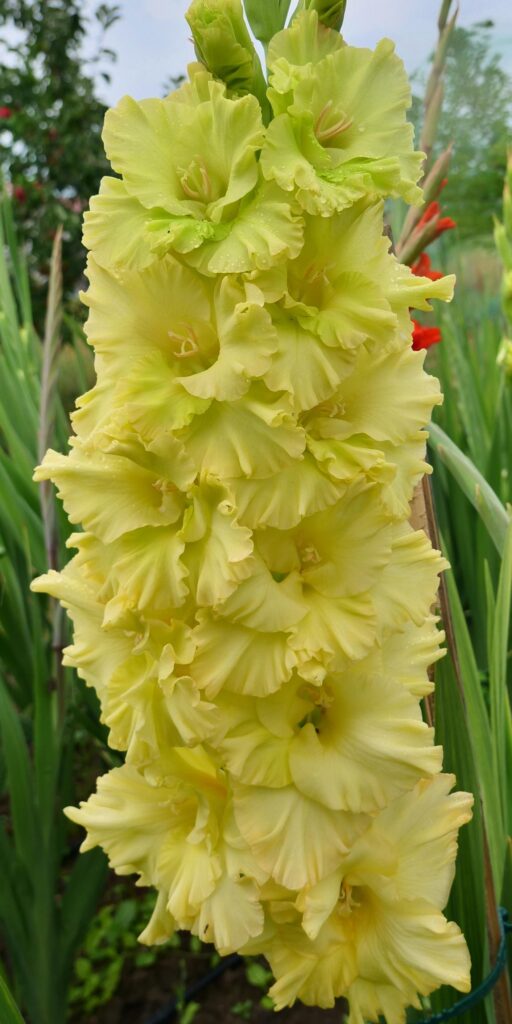 Gladiola Gold Lemon