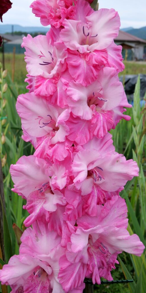 Gladiola Goodbye Love