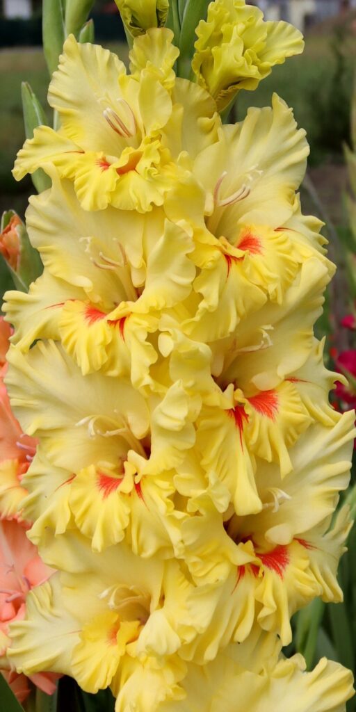 Gladiola Greta
