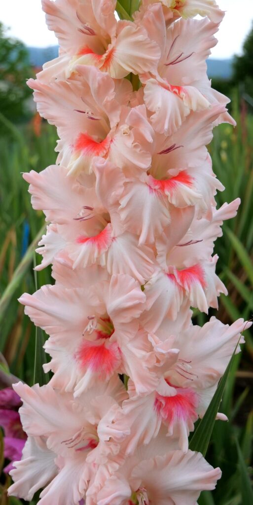 Gladiola Happy Eyes