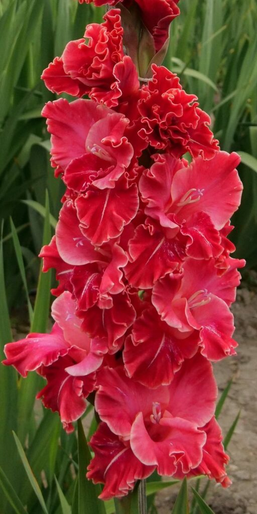 Gladiola Harmony