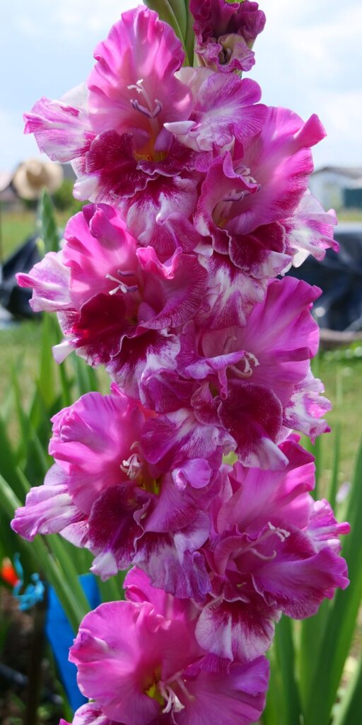 Gladiola Ice Heart