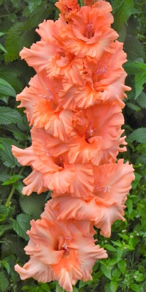 Gladiol Koralový úsvit od šľachtiteľa Andreja Baranova – 434 M 23/8-9