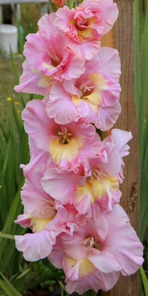 Gladiola Lilibet