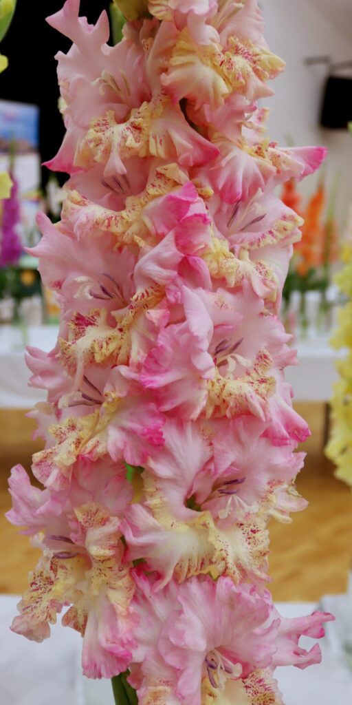 Gladiola Lucky Lips
