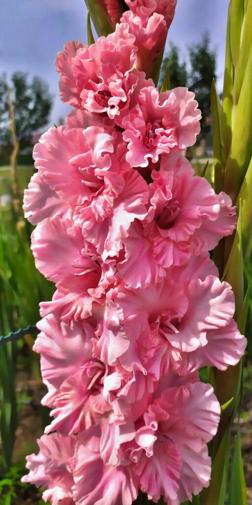 Pink Magic