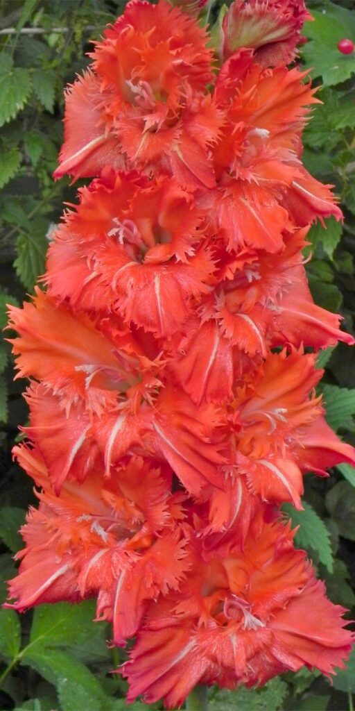 Gladiol Pôvabná favoritka od šľachtiteľa Andreja Baranova – 452 EM 7+/11.5+