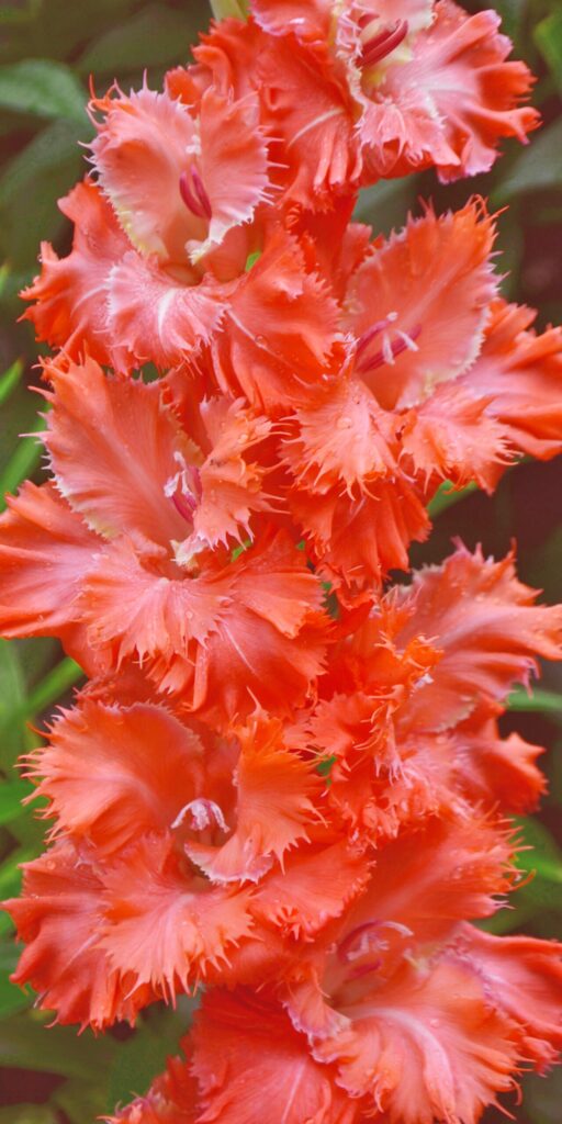 Gladiol Rajské mihalnice od šľachtiteľa Andreja Baranova – 425 M 23/8-9