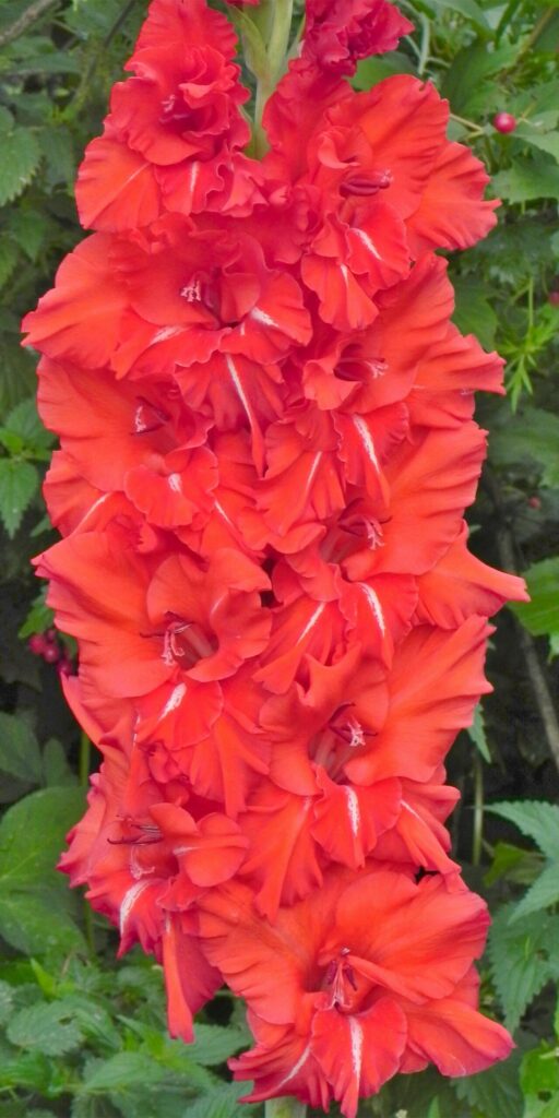 Gladiol Silný charakter od šľachtiteľa Andreja Baranova – 454 M 26/10-12