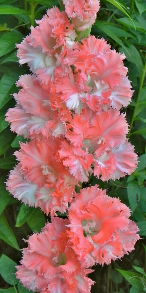 Gladiol Svetská dáma od šľachtiteľa Andreja Baranova – 443 M 22/8-9