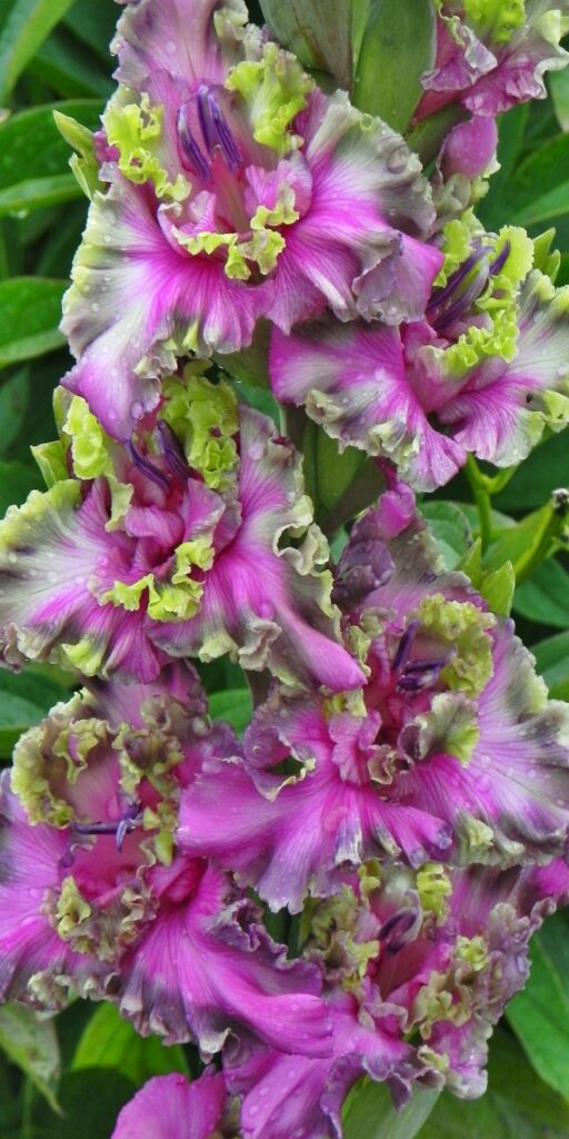 Gladiol Uralské príbehy od šľachtiteľa Andreja Baranova – 477 M 24/8-9