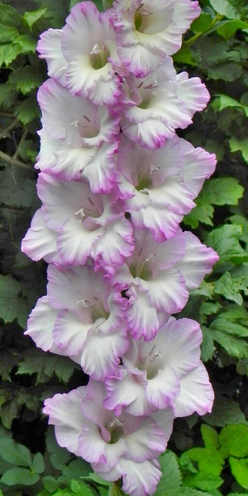 Gladiol Prízračné videnie od šľachtiteľa Andreja Baranova – 473 EM 24/8-10